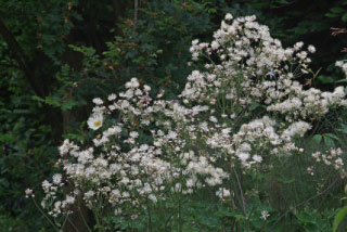 Thalictrum aquilegifolium 'Album' Akeleiruit bestellen